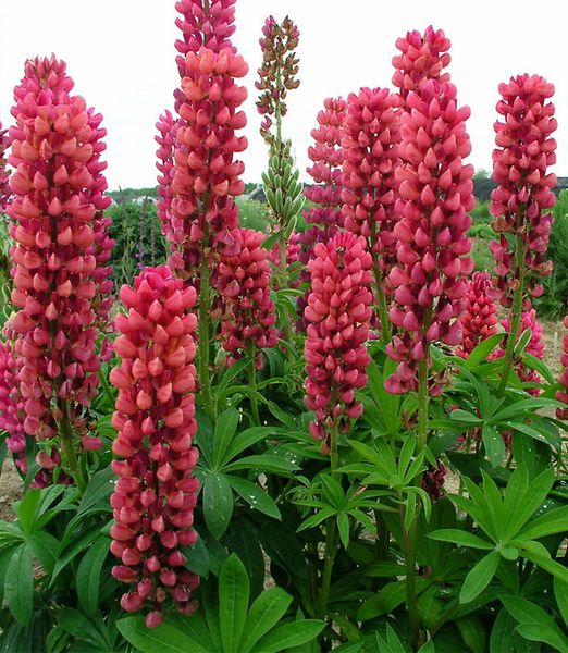 Lupinus polyphyllus 'Red Shades'